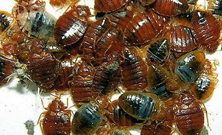 does apartment insurance cover bed bugs